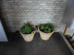 De manden met de palmpaas (buxus) takjes 